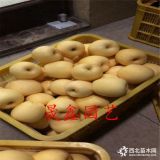 哪里有矮化蘋果苗 矮化蘋果樹(shù)苗價(jià)格 矮化蘋果苗哪里賣多少錢