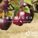 瑞雪蘋果樹苗、瑞雪蘋果樹苗報(bào)價(jià)及價(jià)格