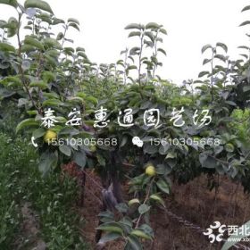 蜜脆苹果树苗、蜜脆苹果树苗报价及价格