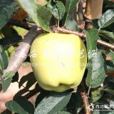 華碩蘋果樹苗多少錢一棵、華碩蘋果樹苗價(jià)格及報(bào)價(jià)