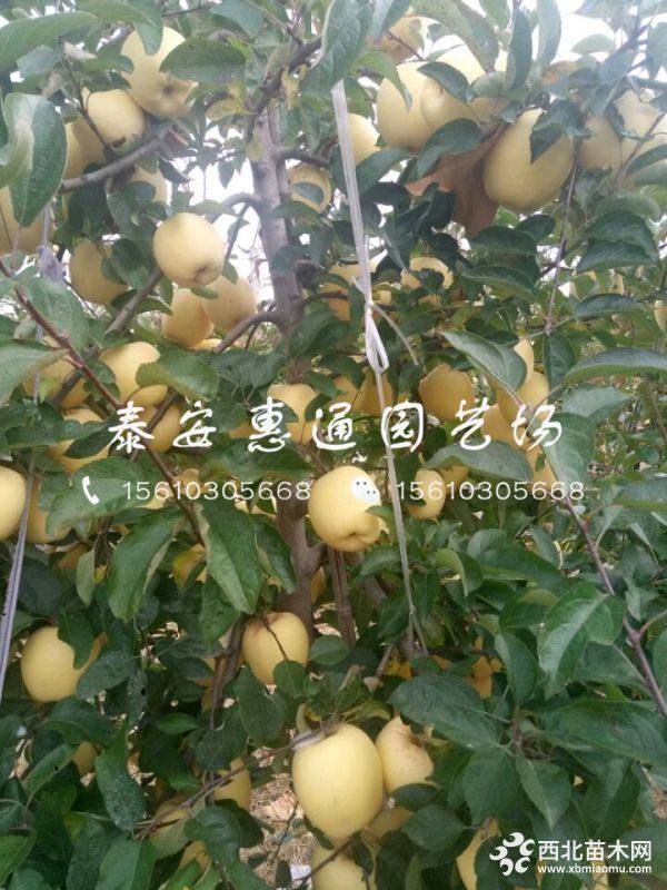 實(shí)生桃樹苗