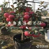 花牛蘋果樹苗多少錢一棵、花牛蘋果樹苗價(jià)格及報(bào)價(jià)