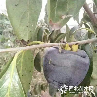 黑柿子树苗多少钱一棵