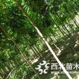 江西無(wú)患子苗圃直供