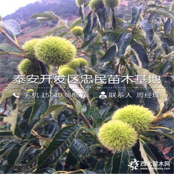 山东板栗树苗批发价格