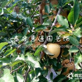 中秋王苹果苗多少钱一棵、中秋王苹果苗哪里有