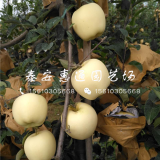 煙富10號(hào)蘋(píng)果苗多少錢(qián)一棵、煙富10號(hào)蘋(píng)果苗哪里有