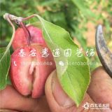 煙富3號(hào)蘋(píng)果苗多少錢(qián)一棵、煙富3號(hào)蘋(píng)果苗哪里有