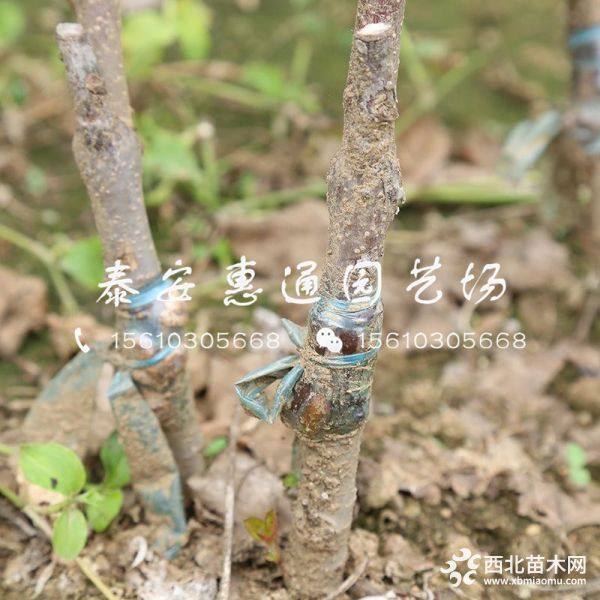 烟富3号苹果苗