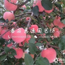 秦脆苹果苗多少钱一棵、秦脆苹果苗哪里有