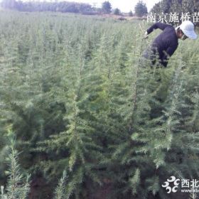 运城 雪松 山西雪松价格