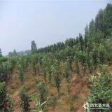 粗壮的蜜脆苹果苗、蜜脆苹果苗示范基地