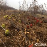 瑞阳苹果苗、瑞阳苹果苗哪里有卖的