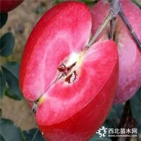 哪里有矮化蘋果苗、煙富8號蘋果苗多少錢一棵