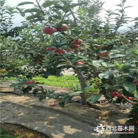 紅肉蘋果苗出土價、煙富0蘋果苗出土價