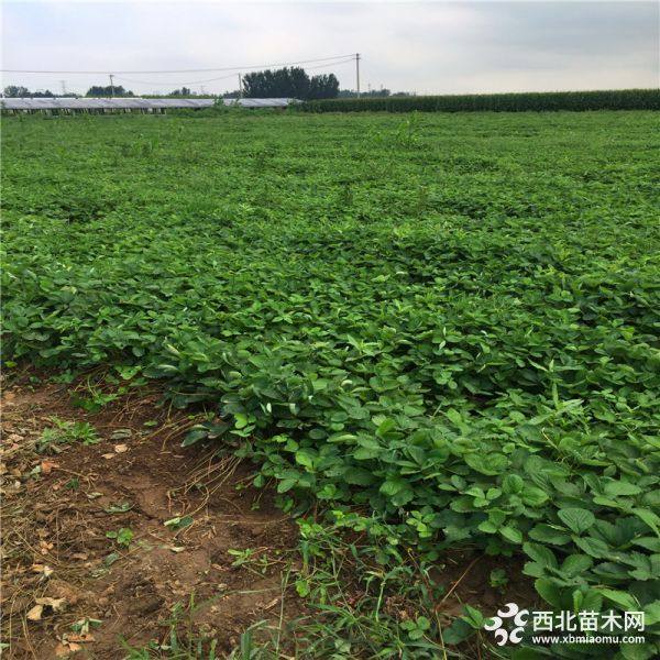 雪里香草莓苗、新品种雪里香草莓苗、雪里香草莓苗基地