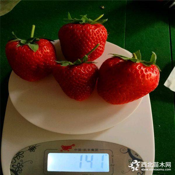 新品种桃熏草莓苗、桃熏草莓苗多少钱一棵