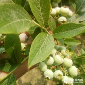 贵州买蓝莓苗多少钱一棵、贵州蓝莓苗价格、贵州蓝莓树基地批发价