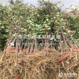 大红袍花椒苗、大红袍花椒苗价格