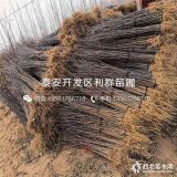 大红袍花椒苗、大红袍花椒苗多少钱一棵、大红袍花椒苗价格