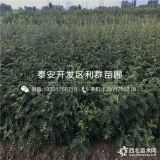 大红袍花椒树苗、2019年大红袍花椒树苗价格