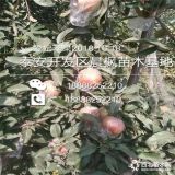 2019年烟富0号苹果树苗批发 烟富0号苹果树苗多少钱一苗