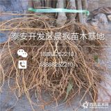 2019年嘎啦苹果树苗批发 嘎啦苹果树苗多少钱一苗