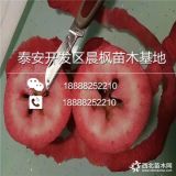 黑钻嘎啦苹果树苗