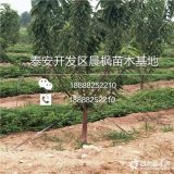 矮化桑德拉玫瑰樱桃树苗价格、矮化桑德拉玫瑰樱桃树苗基地