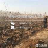 矮化一年生樱桃树苗价格、矮化一年生樱桃树苗基地