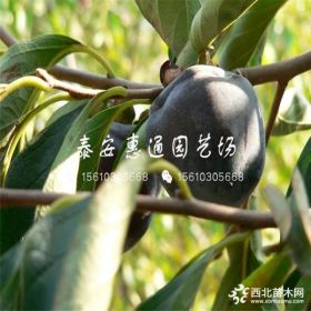 无核柿子树苗、无核柿子树苗价格