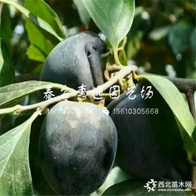 无核柿子树苗价格、无核柿子树苗报价