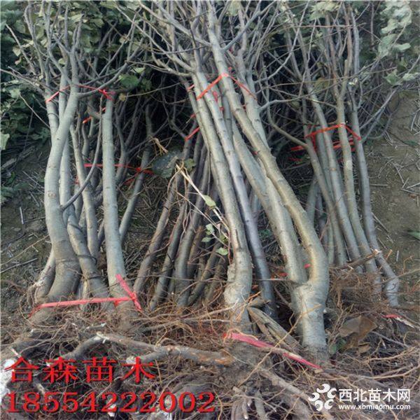 2019年紅將軍蘋(píng)果苗價(jià)格及批發(fā)