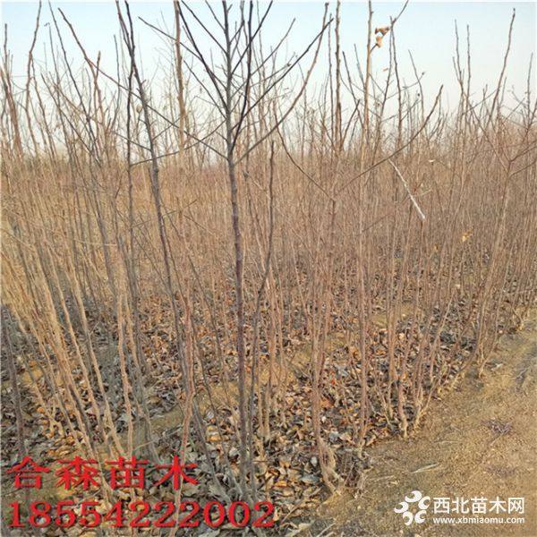 2019年紅將軍蘋(píng)果苗價(jià)格及批發(fā)