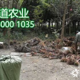 2019年脆红李子苗价格、脆红李子树苗批发基地