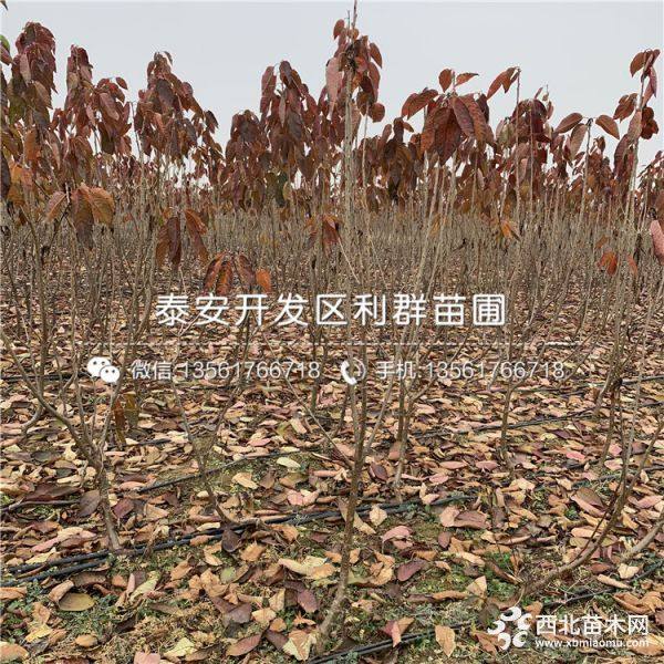 2019年黑珍珠樱桃苗价格、黑珍珠樱桃苗多少钱一棵