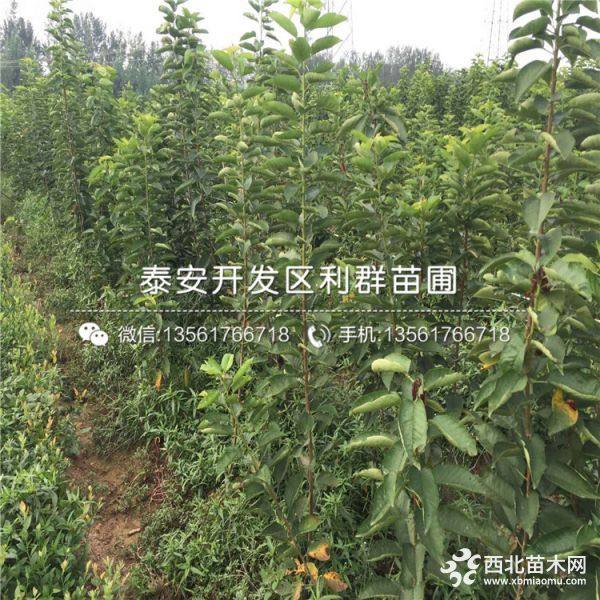 美早樱桃树苗、美早樱桃树苗价格、美早樱桃树苗基地