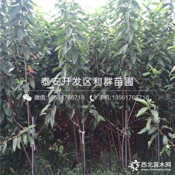 美早樱桃树苗、美早樱桃树苗价格、美早樱桃树苗基地