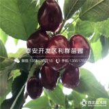 白玉櫻桃苗、白玉櫻桃樹苗、白玉大櫻桃樹苗新品種