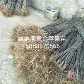 什么样的蓝莓苗品种好 想种蓝莓苗 哪里卖蓝莓苗批发多少钱一棵