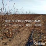 我想买黑桃树苗、黑桃树苗价格、黑桃树苗基地