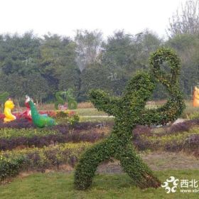 千变万化小叶女贞造型 独特小叶女贞编制 小叶女贞基地