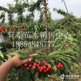 山东樱桃苗 福晨樱桃苗 福晨樱桃苗基地