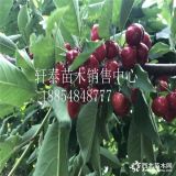 5年生的櫻桃樹(shù)價(jià)格 品種