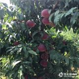 油蟠7-7桃樹(shù)苗、油蟠7-7桃樹(shù)苗哪家質(zhì)量好