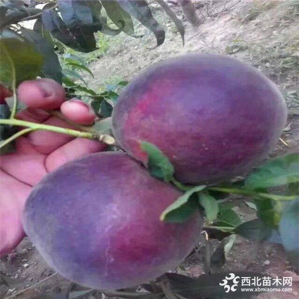 風(fēng)味天后桃樹苗