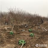 黑桃王树苗、黑桃王树苗批发及价格、黑桃王树苗多少钱