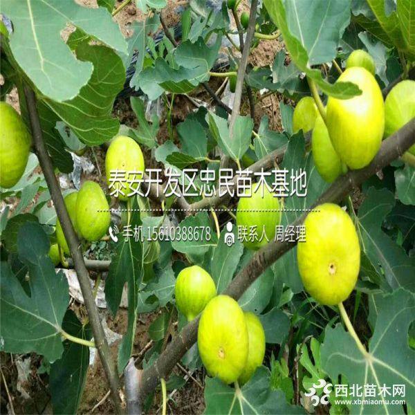 无花果树苗、哪里有无花果树苗出售、我无花果树苗价格