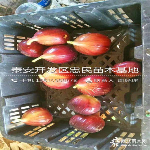 无花果树苗价格、无花果树苗批发价格