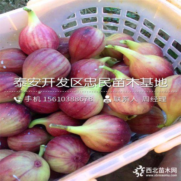 无花果苗、无花果苗价格、无花果苗基地